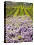 Workers in Vineyards with Wisteria Vines, Groth Winery in Napa Valley, California, USA-Julie Eggers-Stretched Canvas