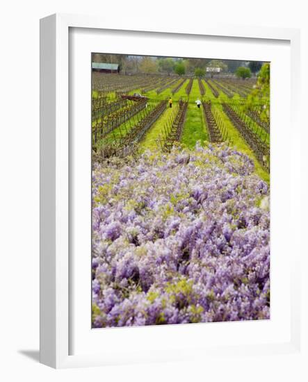 Workers in Vineyards with Wisteria Vines, Groth Winery in Napa Valley, California, USA-Julie Eggers-Framed Photographic Print