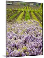 Workers in Vineyards with Wisteria Vines, Groth Winery in Napa Valley, California, USA-Julie Eggers-Mounted Photographic Print