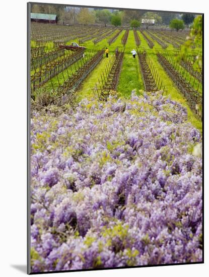 Workers in Vineyards with Wisteria Vines, Groth Winery in Napa Valley, California, USA-Julie Eggers-Mounted Photographic Print