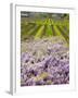 Workers in Vineyards with Wisteria Vines, Groth Winery in Napa Valley, California, USA-Julie Eggers-Framed Photographic Print