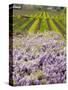 Workers in Vineyards with Wisteria Vines, Groth Winery in Napa Valley, California, USA-Julie Eggers-Stretched Canvas
