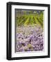 Workers in Vineyards with Wisteria Vines, Groth Winery in Napa Valley, California, USA-Julie Eggers-Framed Photographic Print