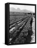 Workers Picking Grapes in Vineyard, Paarl, South Africa, June 1955-null-Framed Stretched Canvas