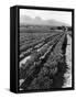 Workers Picking Grapes in Vineyard, Paarl, South Africa, June 1955-null-Framed Stretched Canvas