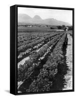 Workers Picking Grapes in Vineyard, Paarl, South Africa, June 1955-null-Framed Stretched Canvas
