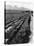 Workers Picking Grapes in Vineyard, Paarl, South Africa, June 1955-null-Stretched Canvas