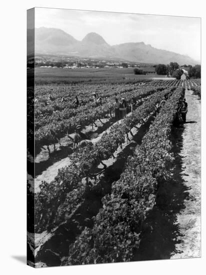 Workers Picking Grapes in Vineyard, Paarl, South Africa, June 1955-null-Stretched Canvas
