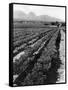 Workers Picking Grapes in Vineyard, Paarl, South Africa, June 1955-null-Framed Stretched Canvas