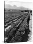 Workers Picking Grapes in Vineyard, Paarl, South Africa, June 1955-null-Stretched Canvas