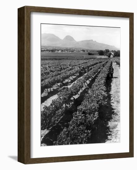 Workers Picking Grapes in Vineyard, Paarl, South Africa, June 1955-null-Framed Photographic Print