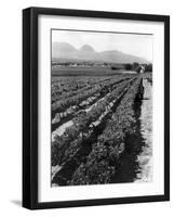 Workers Picking Grapes in Vineyard, Paarl, South Africa, June 1955-null-Framed Photographic Print