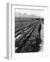 Workers Picking Grapes in Vineyard, Paarl, South Africa, June 1955-null-Framed Photographic Print