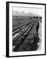 Workers Picking Grapes in Vineyard, Paarl, South Africa, June 1955-null-Framed Photographic Print
