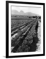 Workers Picking Grapes in Vineyard, Paarl, South Africa, June 1955-null-Framed Photographic Print