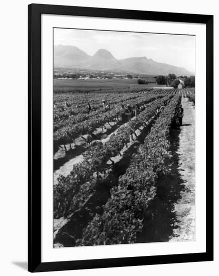 Workers Picking Grapes in Vineyard, Paarl, South Africa, June 1955-null-Framed Photographic Print