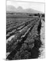 Workers Picking Grapes in Vineyard, Paarl, South Africa, June 1955-null-Mounted Photographic Print