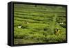 Workers Picking Tea on a Tea Plantation in the Virunga Mountains, Rwanda, Africa-Michael-Framed Stretched Canvas