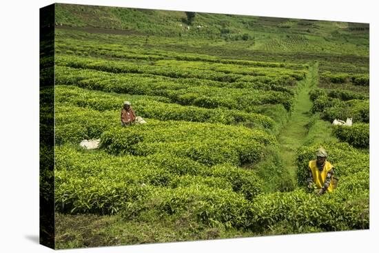 Workers Picking Tea on a Tea Plantation in the Virunga Mountains, Rwanda, Africa-Michael-Stretched Canvas