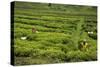 Workers Picking Tea on a Tea Plantation in the Virunga Mountains, Rwanda, Africa-Michael-Stretched Canvas