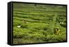 Workers Picking Tea on a Tea Plantation in the Virunga Mountains, Rwanda, Africa-Michael-Framed Stretched Canvas