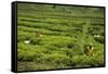 Workers Picking Tea on a Tea Plantation in the Virunga Mountains, Rwanda, Africa-Michael-Framed Stretched Canvas