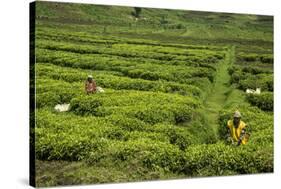 Workers Picking Tea on a Tea Plantation in the Virunga Mountains, Rwanda, Africa-Michael-Stretched Canvas