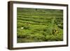 Workers Picking Tea on a Tea Plantation in the Virunga Mountains, Rwanda, Africa-Michael-Framed Photographic Print