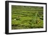 Workers Picking Tea on a Tea Plantation in the Virunga Mountains, Rwanda, Africa-Michael-Framed Photographic Print