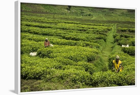 Workers Picking Tea on a Tea Plantation in the Virunga Mountains, Rwanda, Africa-Michael-Framed Photographic Print