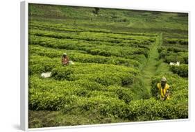 Workers Picking Tea on a Tea Plantation in the Virunga Mountains, Rwanda, Africa-Michael-Framed Photographic Print