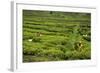 Workers Picking Tea on a Tea Plantation in the Virunga Mountains, Rwanda, Africa-Michael-Framed Photographic Print