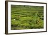 Workers Picking Tea on a Tea Plantation in the Virunga Mountains, Rwanda, Africa-Michael-Framed Photographic Print