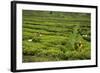 Workers Picking Tea on a Tea Plantation in the Virunga Mountains, Rwanda, Africa-Michael-Framed Photographic Print