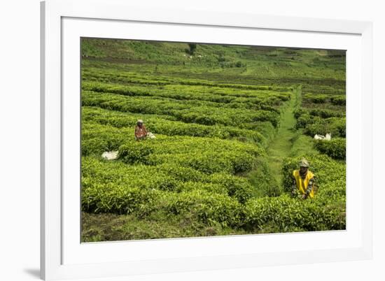 Workers Picking Tea on a Tea Plantation in the Virunga Mountains, Rwanda, Africa-Michael-Framed Photographic Print