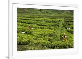 Workers Picking Tea on a Tea Plantation in the Virunga Mountains, Rwanda, Africa-Michael-Framed Photographic Print