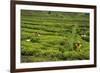 Workers Picking Tea on a Tea Plantation in the Virunga Mountains, Rwanda, Africa-Michael-Framed Photographic Print