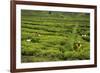 Workers Picking Tea on a Tea Plantation in the Virunga Mountains, Rwanda, Africa-Michael-Framed Photographic Print