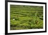 Workers Picking Tea on a Tea Plantation in the Virunga Mountains, Rwanda, Africa-Michael-Framed Photographic Print