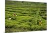 Workers Picking Tea on a Tea Plantation in the Virunga Mountains, Rwanda, Africa-Michael-Mounted Photographic Print