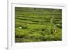 Workers Picking Tea on a Tea Plantation in the Virunga Mountains, Rwanda, Africa-Michael-Framed Photographic Print