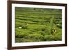 Workers Picking Tea on a Tea Plantation in the Virunga Mountains, Rwanda, Africa-Michael-Framed Photographic Print