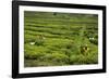 Workers Picking Tea on a Tea Plantation in the Virunga Mountains, Rwanda, Africa-Michael-Framed Photographic Print