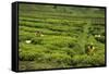 Workers Picking Tea on a Tea Plantation in the Virunga Mountains, Rwanda, Africa-Michael-Framed Stretched Canvas