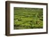 Workers Picking Tea on a Tea Plantation in the Virunga Mountains, Rwanda, Africa-Michael-Framed Photographic Print