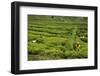 Workers Picking Tea on a Tea Plantation in the Virunga Mountains, Rwanda, Africa-Michael-Framed Photographic Print