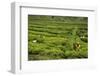 Workers Picking Tea on a Tea Plantation in the Virunga Mountains, Rwanda, Africa-Michael-Framed Photographic Print