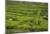 Workers Picking Tea on a Tea Plantation in the Virunga Mountains, Rwanda, Africa-Michael-Mounted Photographic Print