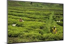 Workers Picking Tea on a Tea Plantation in the Virunga Mountains, Rwanda, Africa-Michael-Mounted Photographic Print