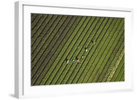 Workers Picking Vegetables Near Ardmore, South Auckland, North Island, New Zealand-David Wall-Framed Photographic Print